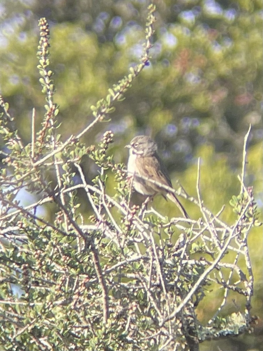 Bell's Sparrow - ML630328106