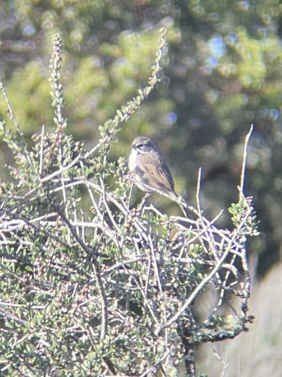 Bell's Sparrow - ML630328107