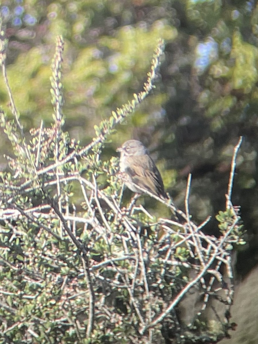 Bell's Sparrow - ML630328108