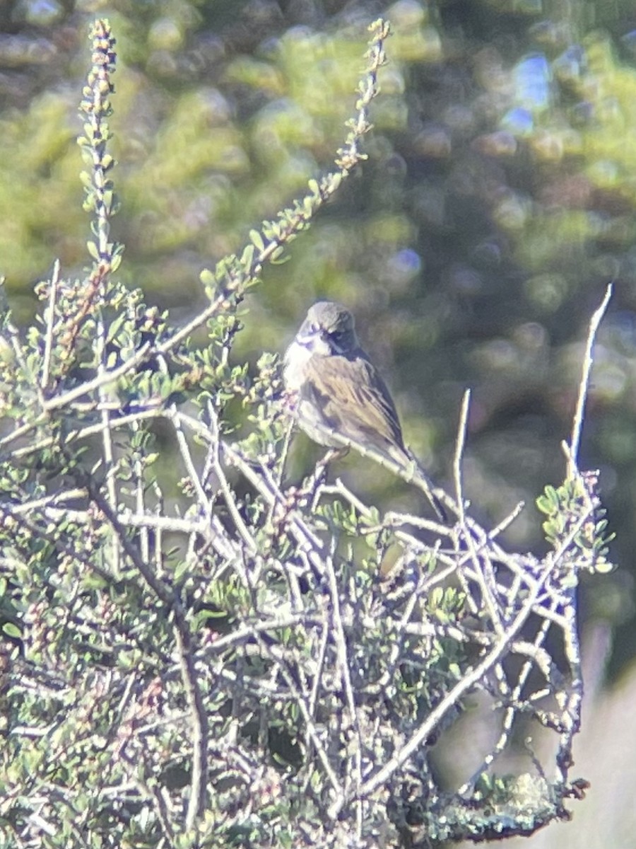 Bell's Sparrow - ML630328109