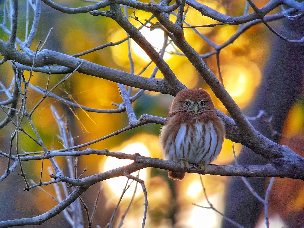 Ferruginous Pygmy-Owl - ML630328330