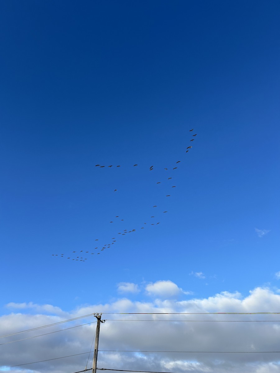 jeřáb kanadský - ML630328585