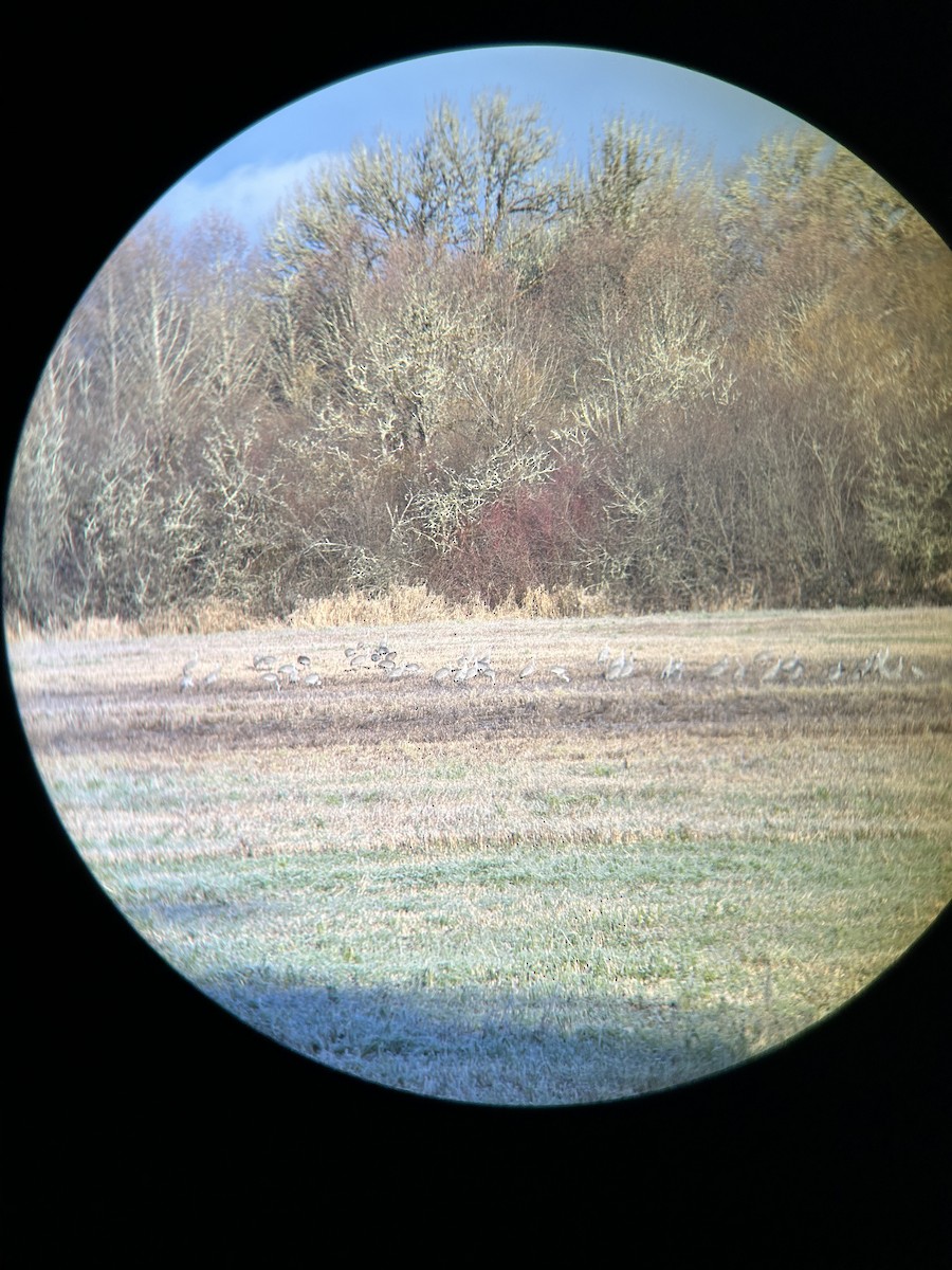 jeřáb kanadský - ML630328775