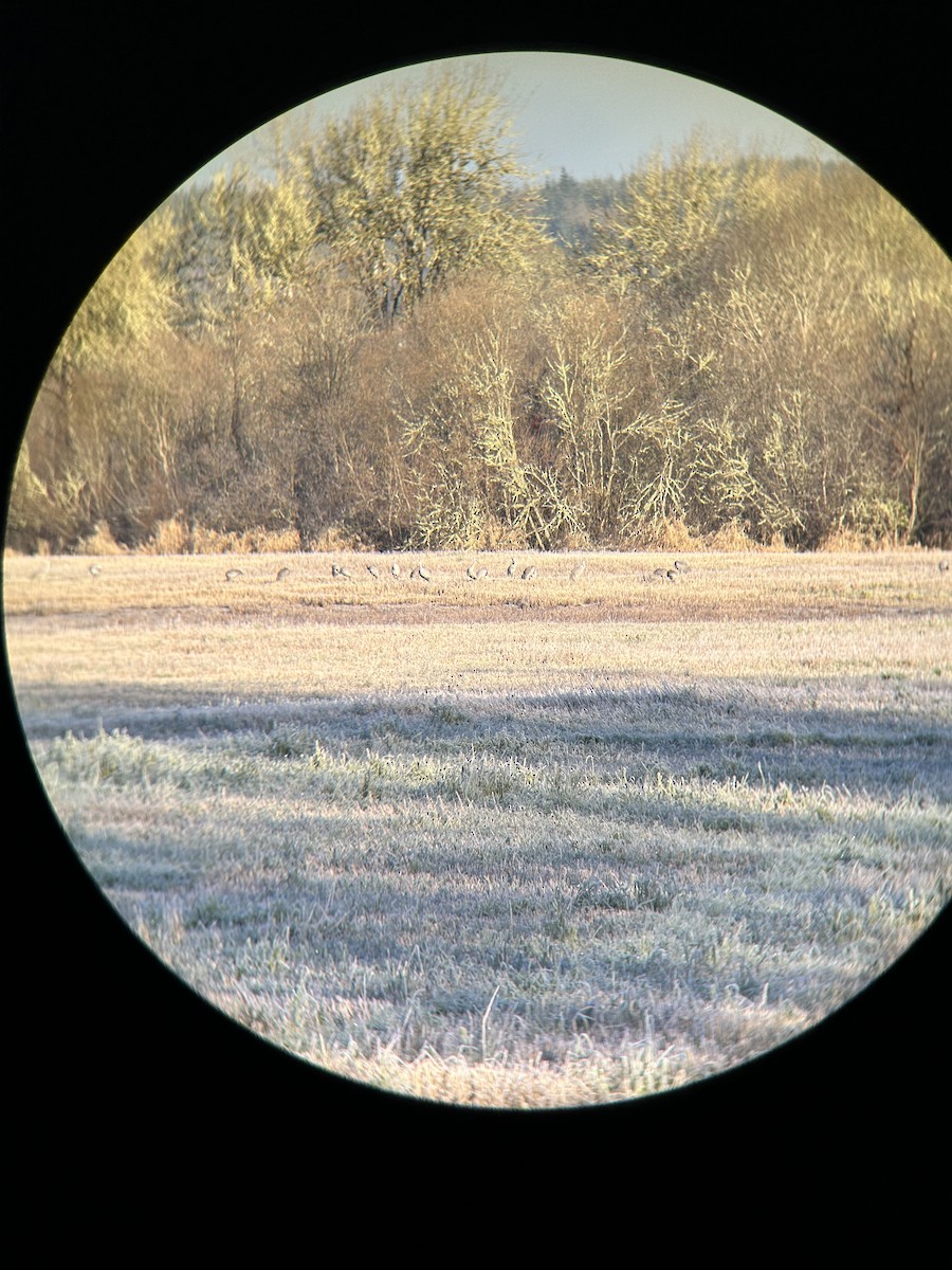 jeřáb kanadský - ML630328776