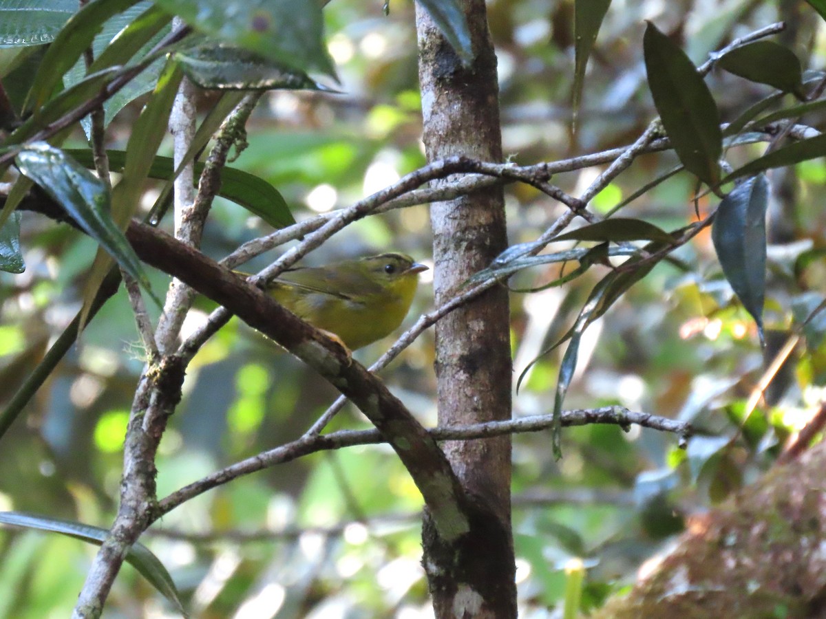 Two-banded Warbler (Roraiman) - ML630329110