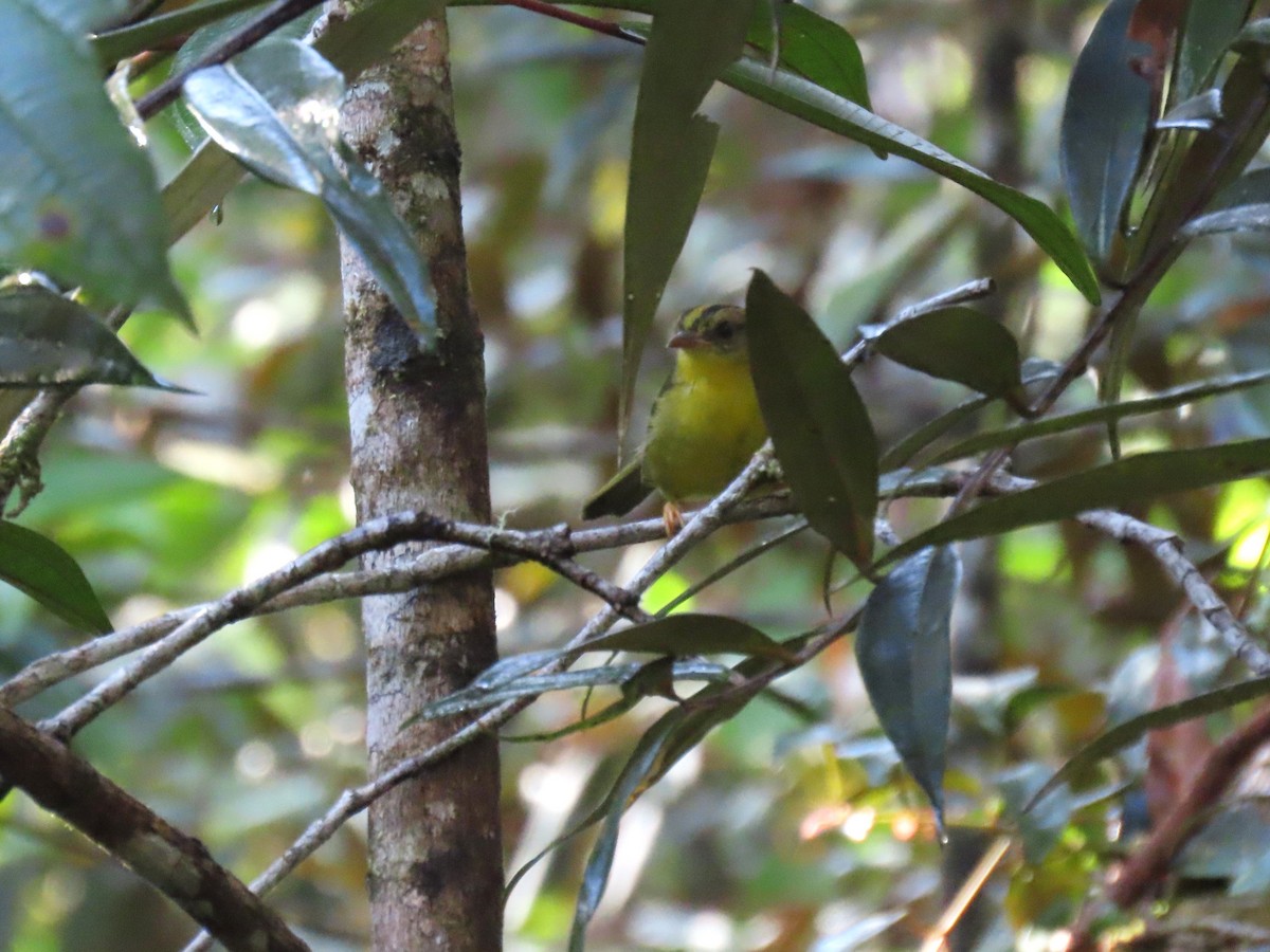 Two-banded Warbler (Roraiman) - ML630329111