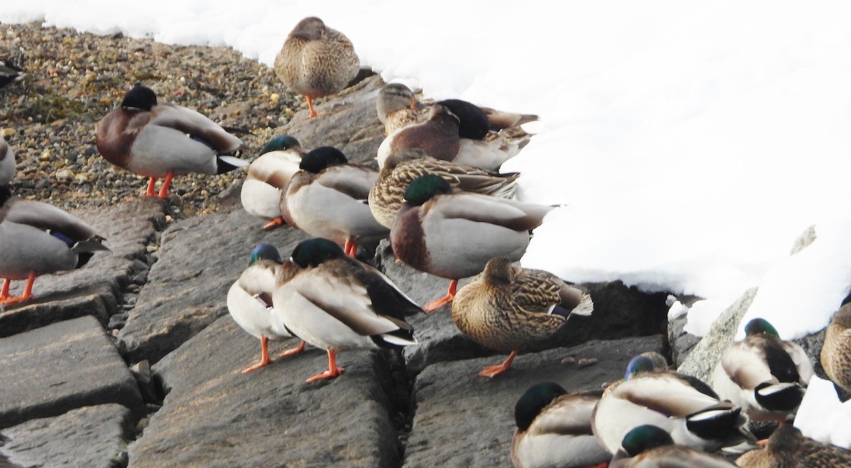 Mallard - ML630329308