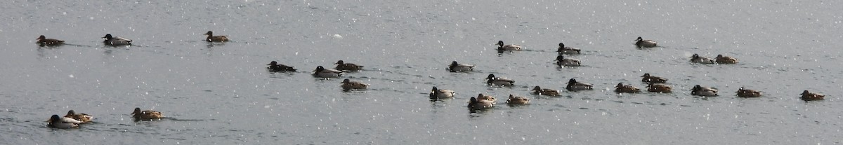 Mallard - ML630329314