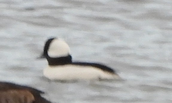 Bufflehead - ML630329327