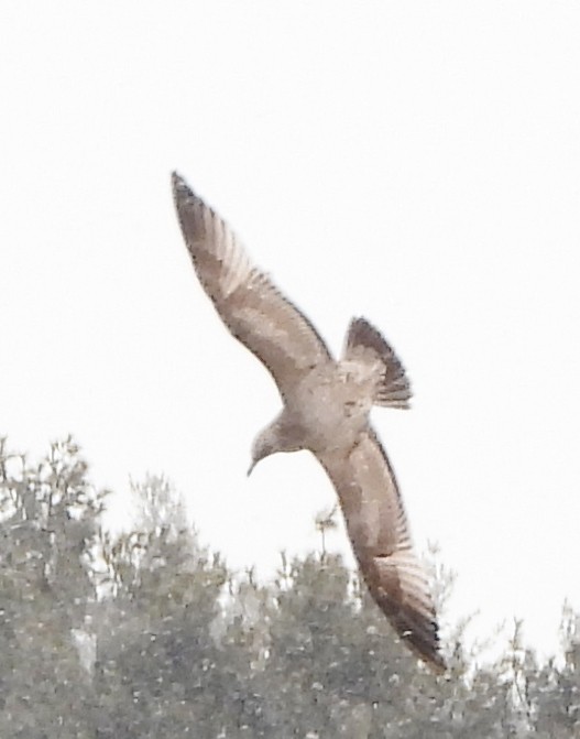 American Herring Gull - ML630329336