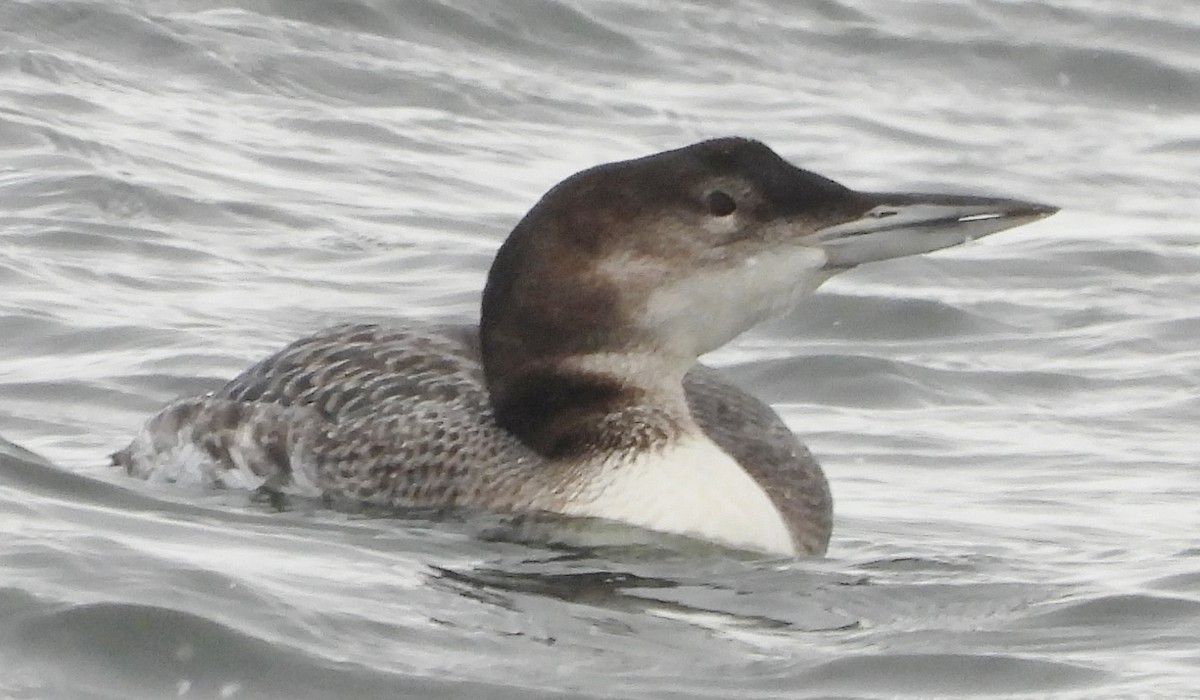 Common Loon - ML630329342