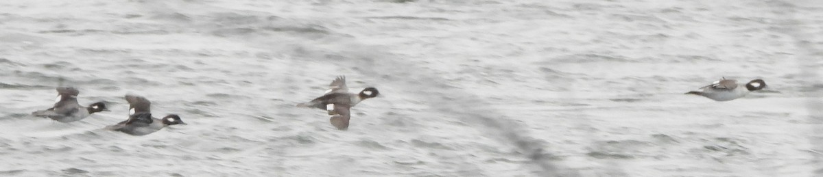 Bufflehead - ML630329356