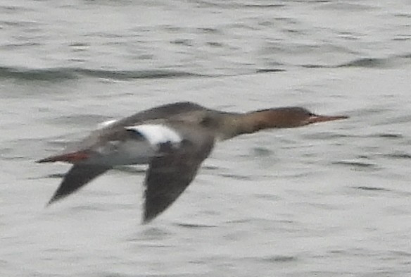 Red-breasted Merganser - ML630329359