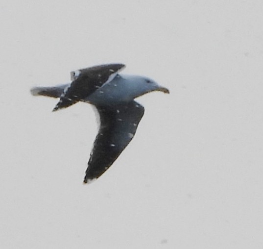 Great Black-backed Gull - ML630329380