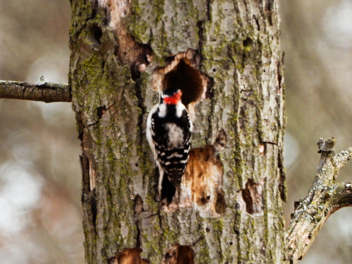 Downy Woodpecker - ML630329381