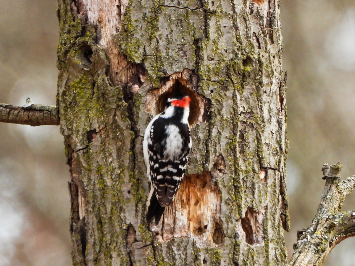Downy Woodpecker - ML630329382