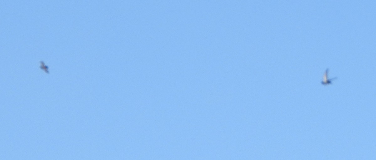 Rock Pigeon (Feral Pigeon) - ML630329386
