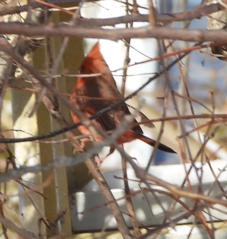 Northern Cardinal - ML630329411