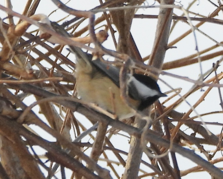 Black-capped Chickadee - ML630329420
