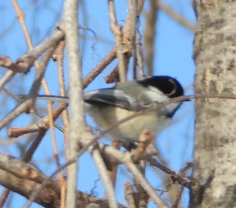 Black-capped Chickadee - ML630329422