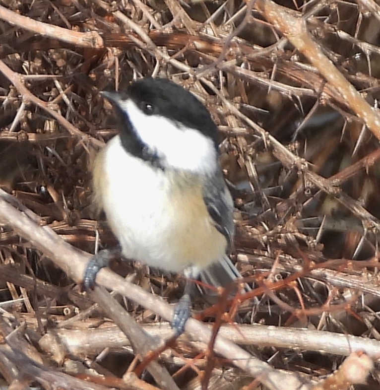Black-capped Chickadee - ML630329426