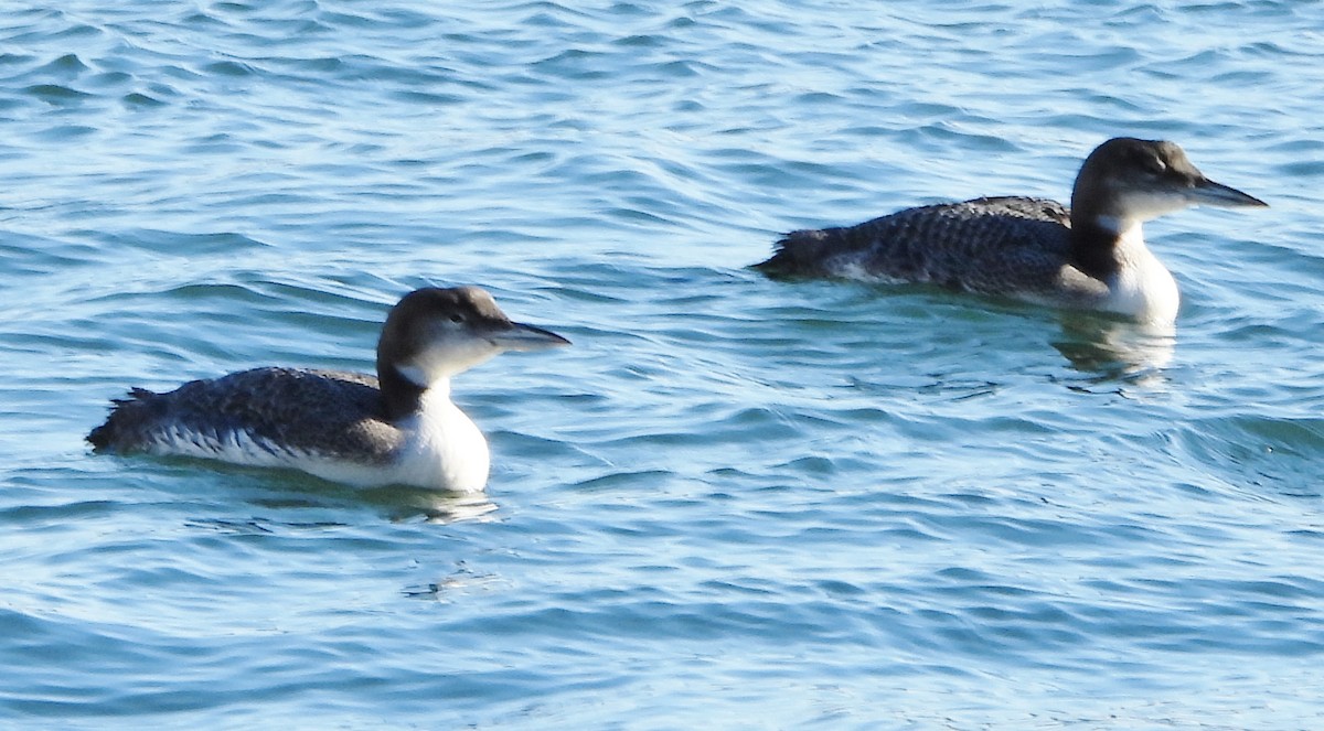 Common Loon - ML630329448