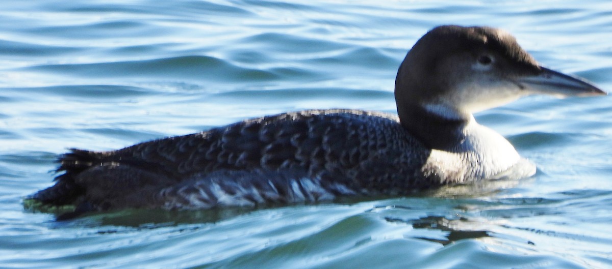 Common Loon - ML630329456