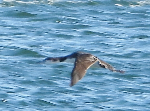 Common Loon - ML630329459