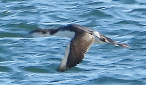 Common Loon - ML630329462