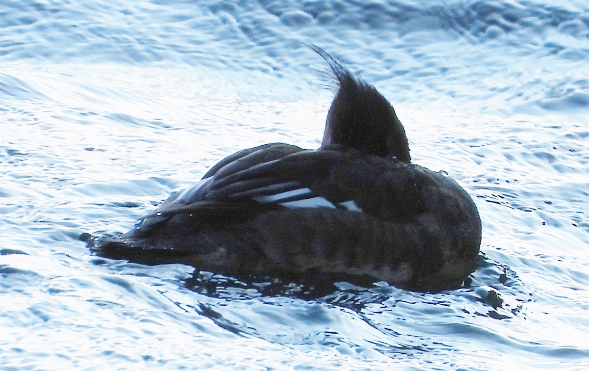 Red-breasted Merganser - ML630329469