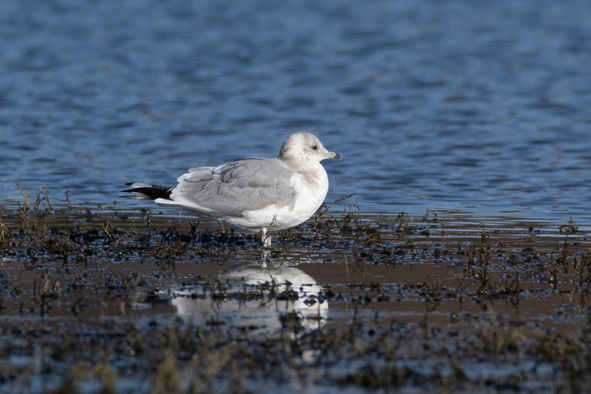 Short-billed Gull - ML630329723