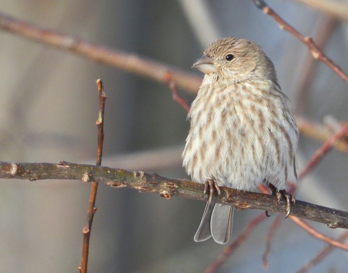 House Finch - ML630329780