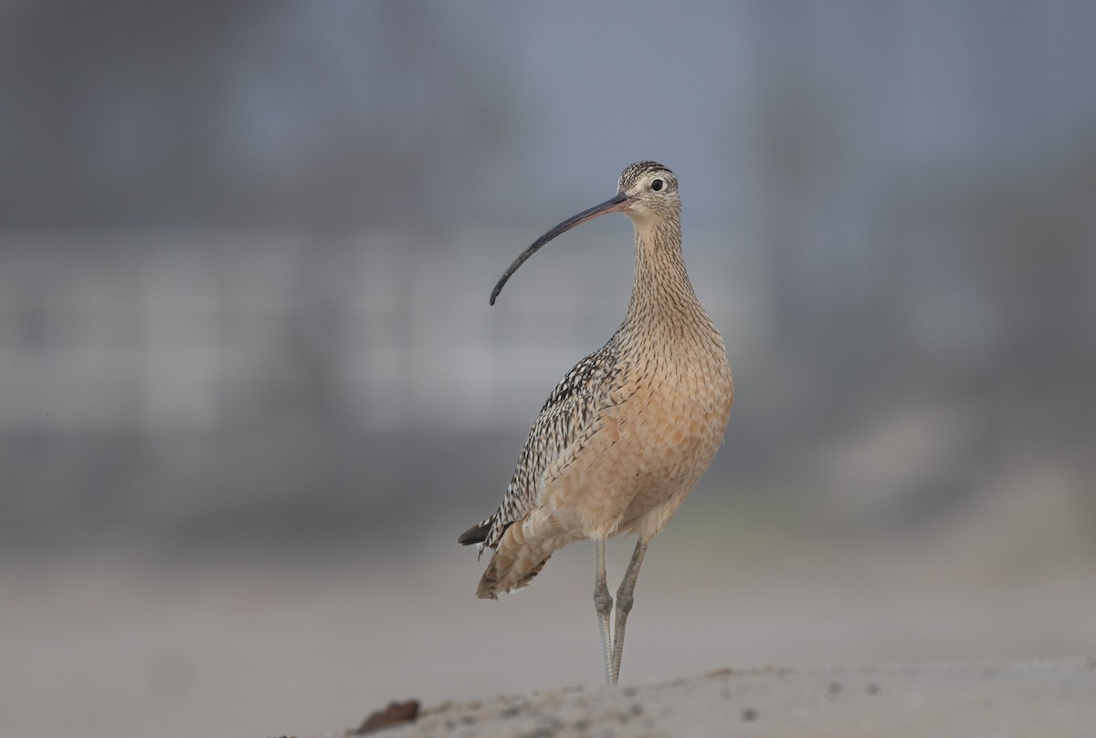 Long-billed Curlew - John Callender