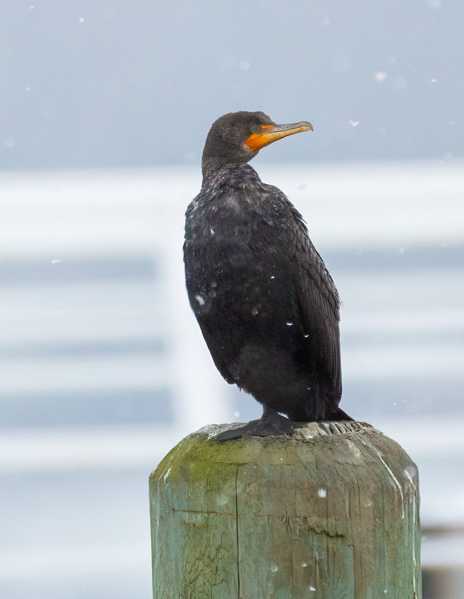 Double-crested Cormorant - ML630330220