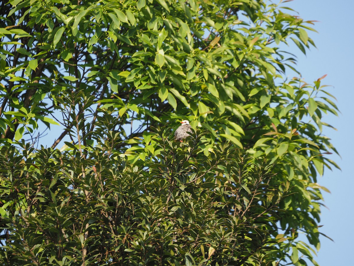 White-headed Bulbul - ML630330273