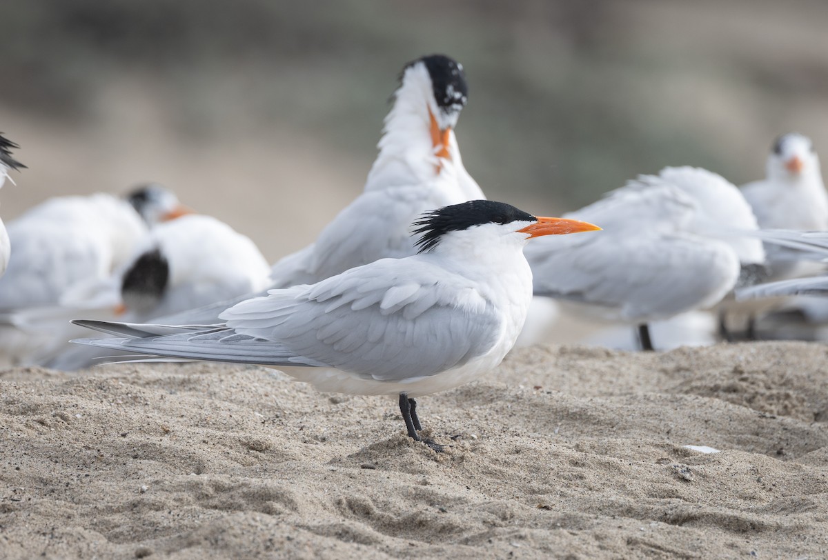 Royal Tern - John Callender
