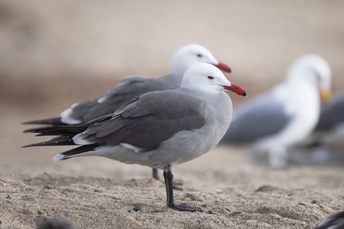 Heermann's Gull - John Callender