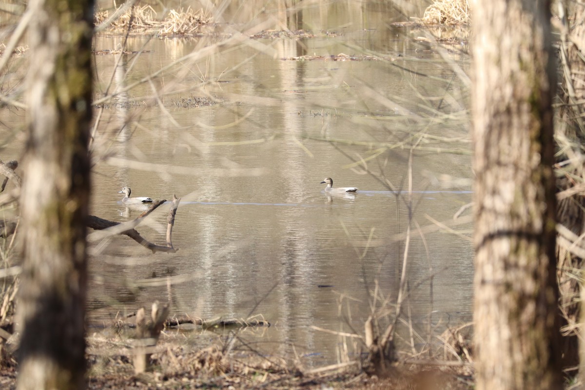 Gadwall - ML630330803