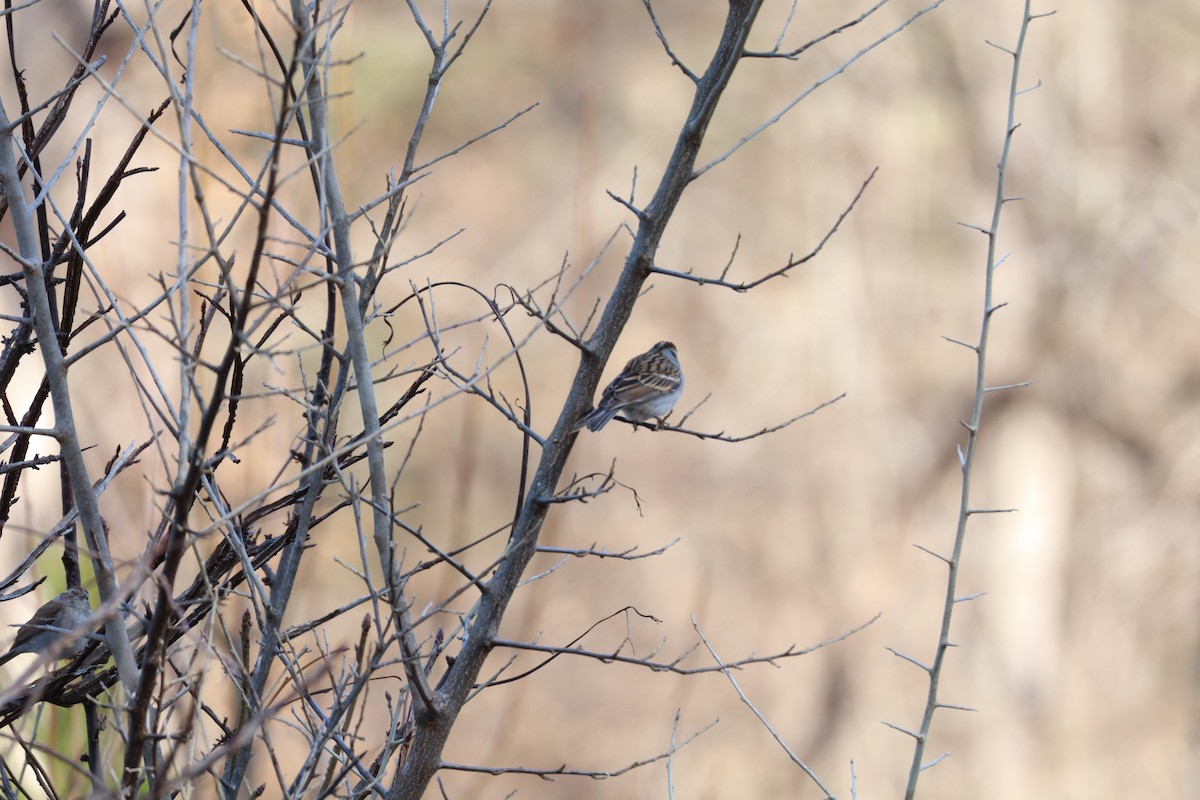 Chipping Sparrow - ML630330880