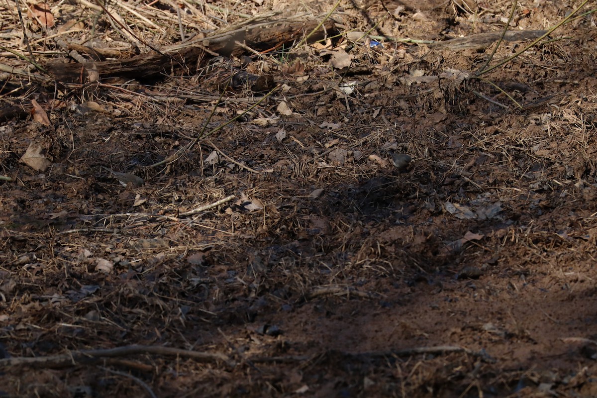 Dark-eyed Junco - ML630330908
