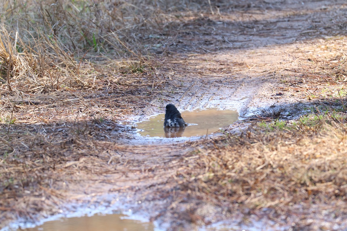 Dark-eyed Junco - ML630330909