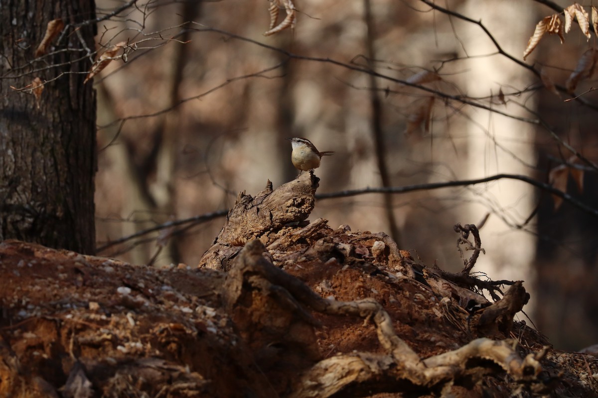 Carolina Wren - ML630330924