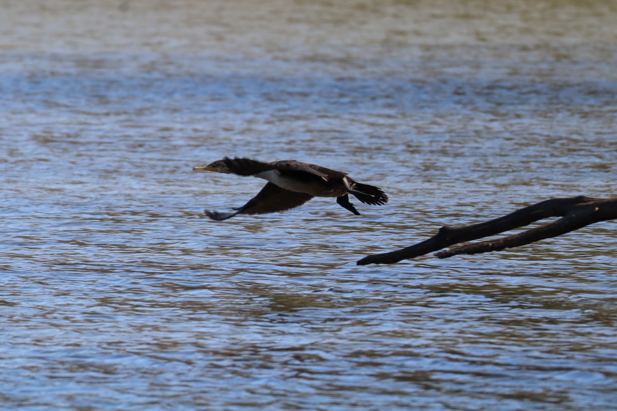 Double-crested Cormorant - ML630330952