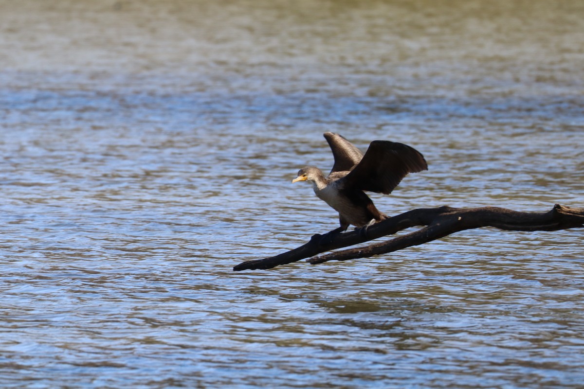 Double-crested Cormorant - ML630330953