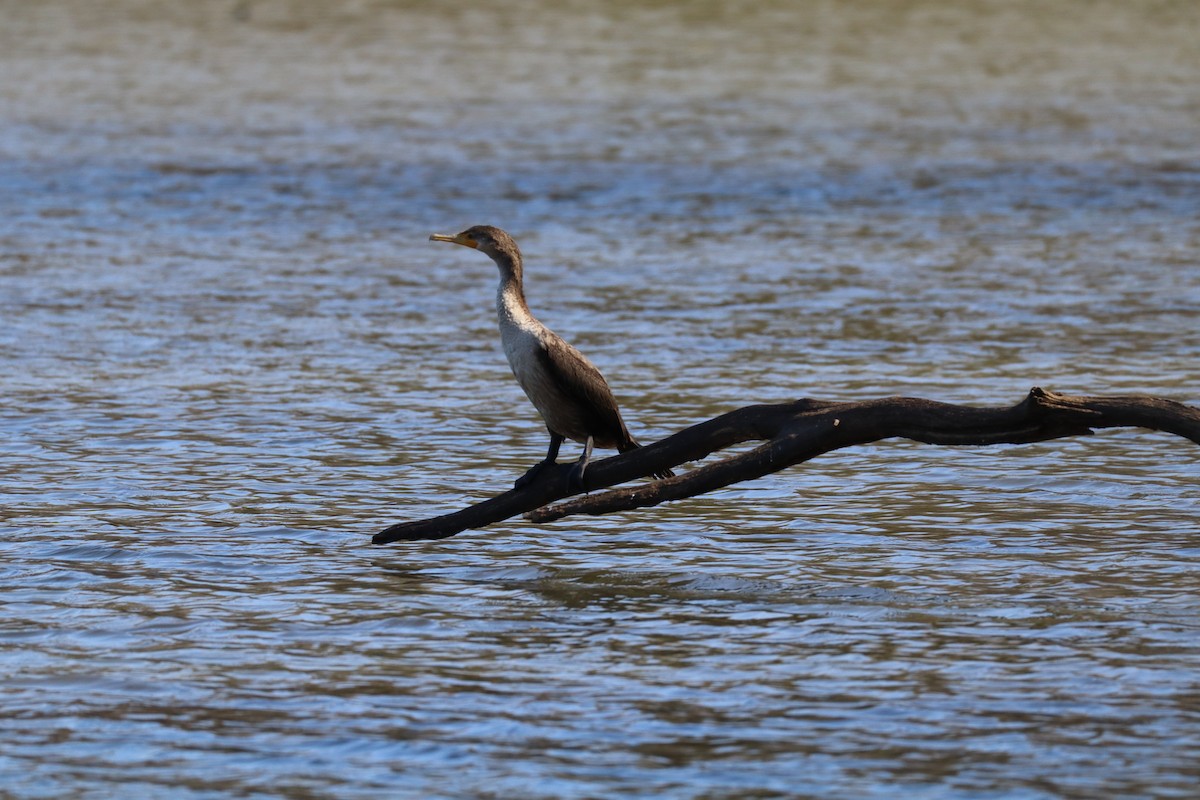 Double-crested Cormorant - ML630330954