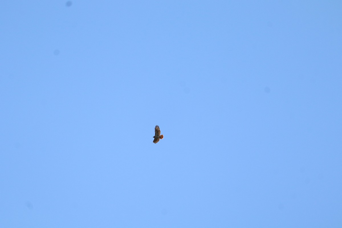 Red-tailed Hawk - ML630331009