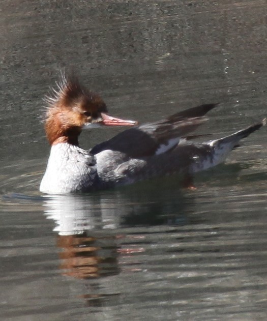 Хумхин бохио - ML630331543