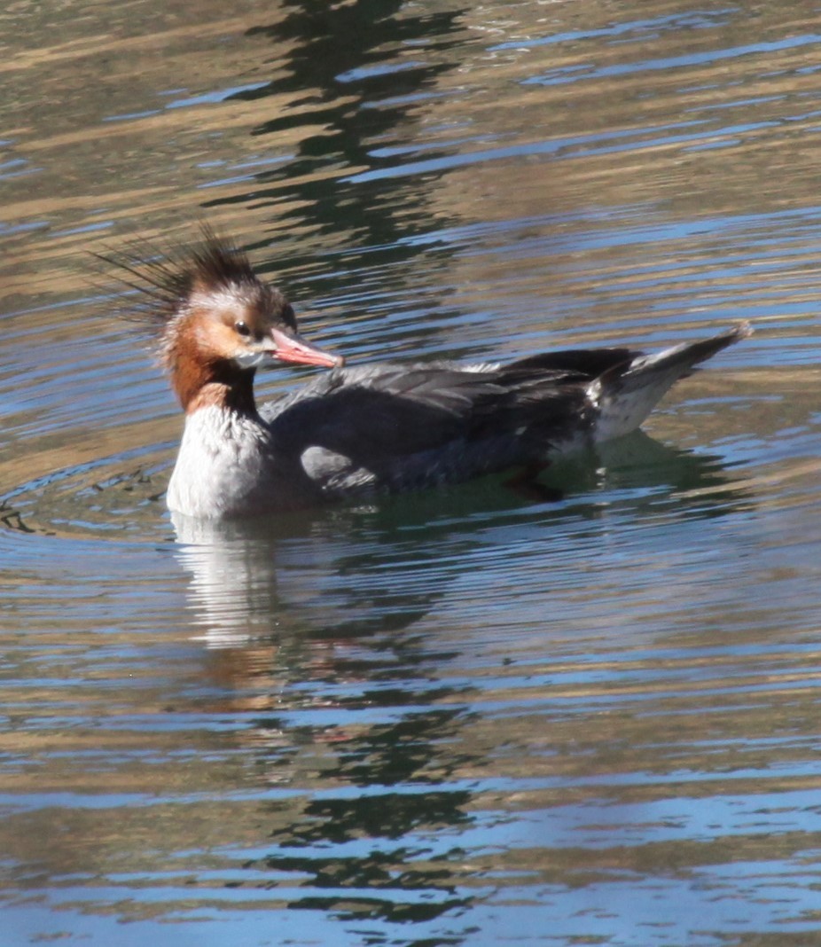 Хумхин бохио - ML630331556