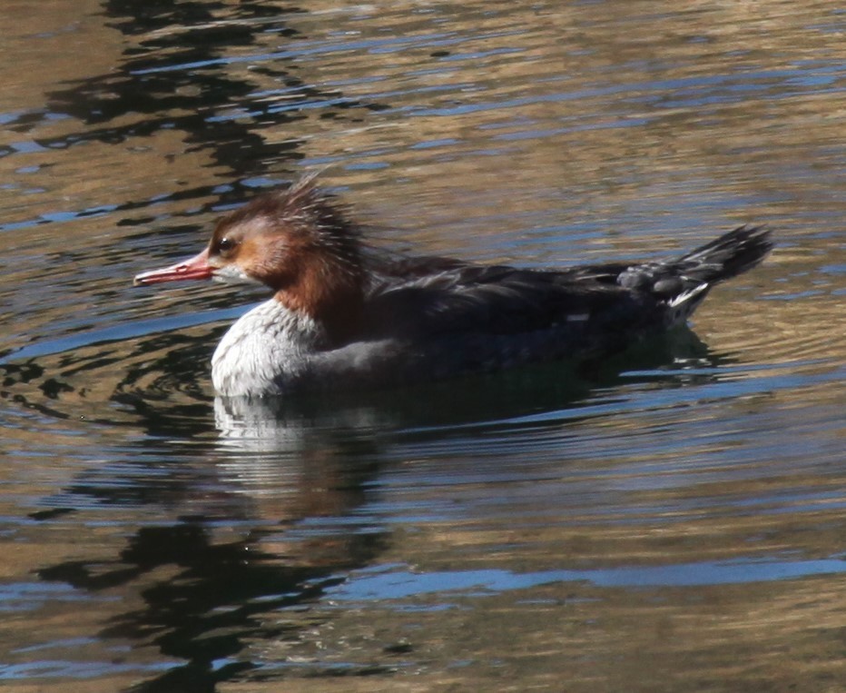 Хумхин бохио - ML630331571