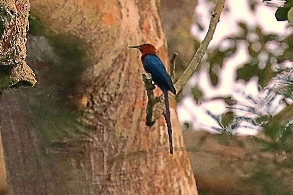 Forest Scimitarbill (Western) - ML630331809